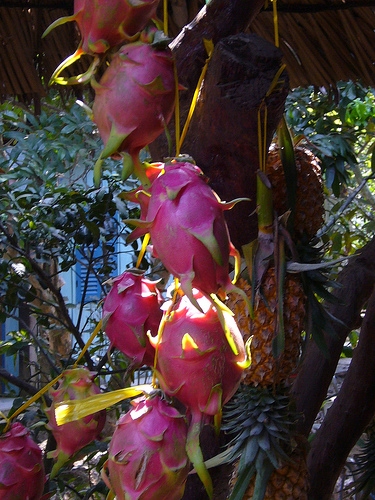 Ripening Dragon Fruit