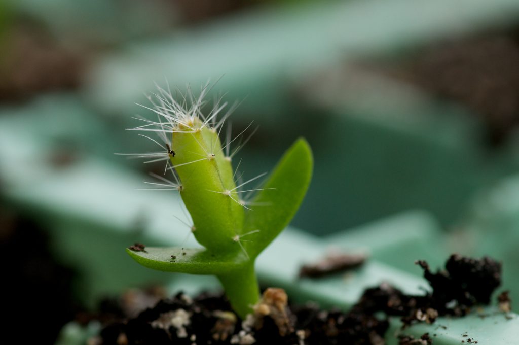 Pitaya (seedling), Photo By Grahame Bowland