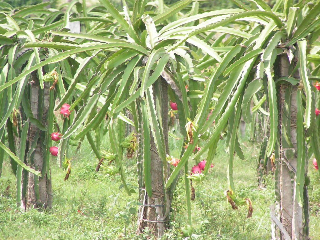 Dragon Fruit Growing Commercially In Vietnam