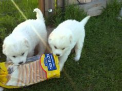 Great Pyrenees Puppies Tug Of War Battle With Loaf Of Bread