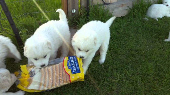 Great Pyrenees Puppies Tug Of War Battle With Loaf Of Bread