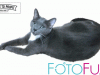 FotoFuze – Give Your Photos A Professional Background In Seconds! Guy The Cat FotoFuze Display Image - TaughtToProfit.com