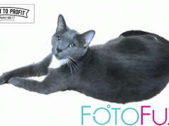 FotoFuze – Give Your Photos A Professional Background In Seconds! Guy The Cat FotoFuze Display Image - TaughtToProfit.com