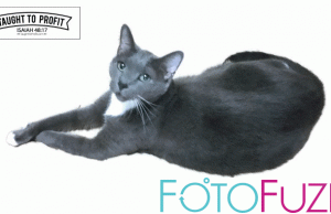 FotoFuze – Give Your Photos A Professional Background In Seconds! Guy The Cat FotoFuze Display Image - TaughtToProfit.com