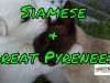 Entrepreneur Break Time – Siamese Cat Cuddling With 3 Week Old Great Pyrenees Puppies – Cuteness Overload