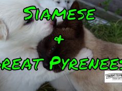 Entrepreneur Break Time – Siamese Cat Cuddling With 3 Week Old Great Pyrenees Puppies – Cuteness Overload