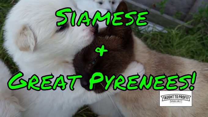 Entrepreneur Break Time – Siamese Cat Cuddling With 3 Week Old Great Pyrenees Puppies – Cuteness Overload