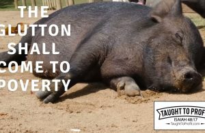 The Glutton Shall Come To Poverty!