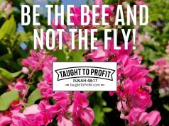 Look For Beauty And Not For Unclean Things – Be The Bee And Not The Fly!