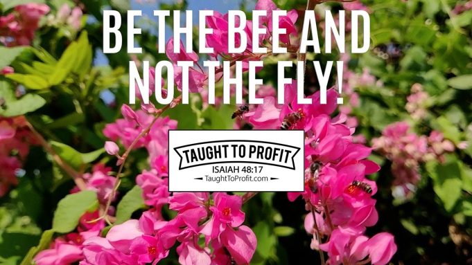Look For Beauty And Not For Unclean Things – Be The Bee And Not The Fly!